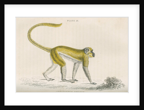 'Cercocebus sabaeus' [Green monkey] by William Home Lizars