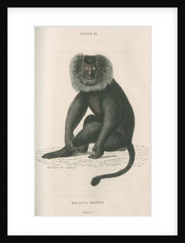 'Macacus silensus' [Lion-tailed macaque] by William Home Lizars