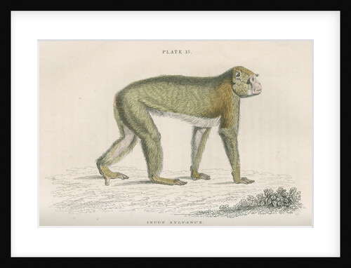 'Inuus sylvanus' [Barbary macaque] by William Home Lizars