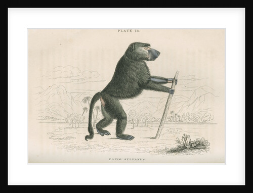 'Papio sylvanus' [Chacma baboon] by William Home Lizars