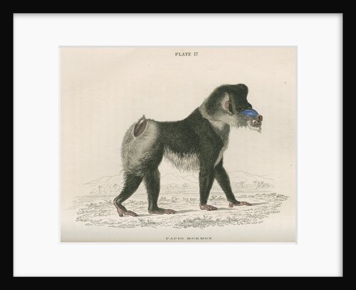 'Papio mormon' [Mandrill] by William Home Lizars