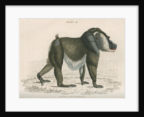 'Papio leucophaeus' [Drill] by William Home Lizars