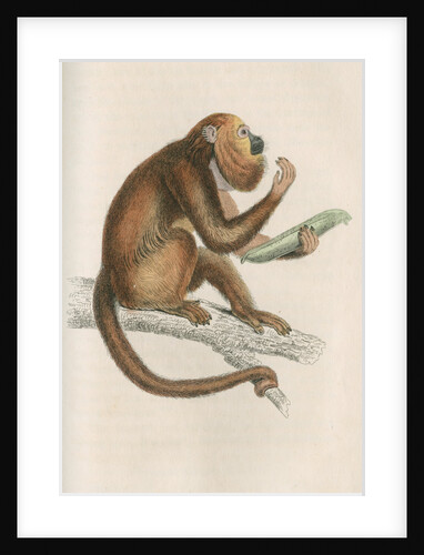 'Mycetes ursinus' [Brown howler monkey] by William Home Lizars