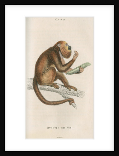 'Mycetes ursinus' [Brown howler monkey] by William Home Lizars