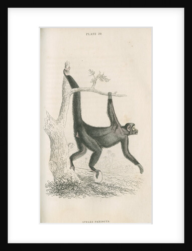 'Ateles paniscus' [Spider monkey] by William Home Lizars