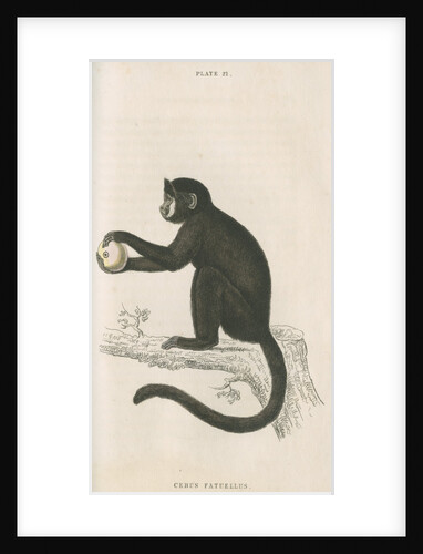 'Cebus fatuellus' [Tufted capuchin] by William Home Lizars