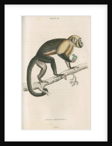 'Cebus monachus' [Large headed capuchin] by William Home Lizars