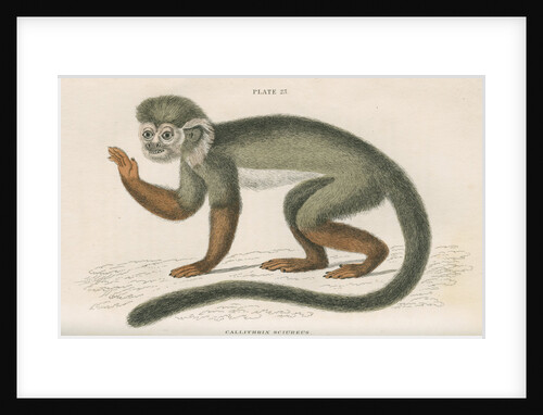 'Callithrix sciureus' [Common squirrel monkey] by William Home Lizars