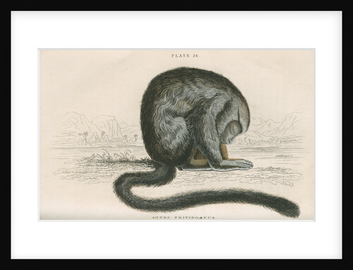 'Aotes trivirgatus' [Three-striped night monkey] by William Home Lizars