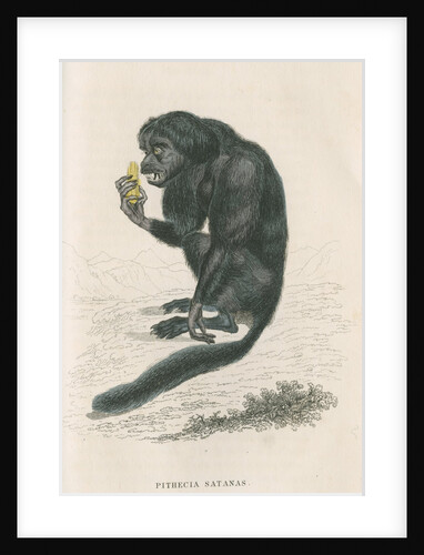 'Pithecia satanas' [Black bearded saki] by William Home Lizars