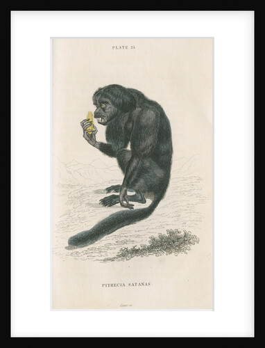 'Pithecia satanas' [Black bearded saki] by William Home Lizars