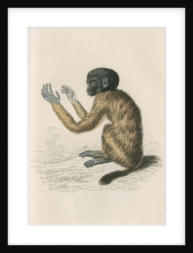 'Pithecia melanocephala' [Golden-backed uakari] by William Home Lizars