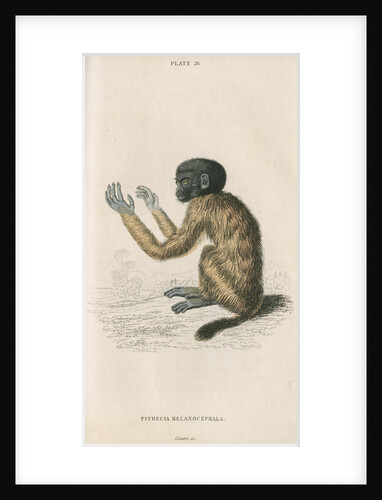 'Pithecia melanocephala' [Golden-backed uakari] by William Home Lizars