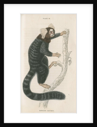 'Hapales jacchus' [Common marmoset] by William Home Lizars