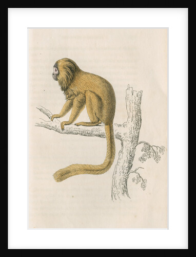 'Midas rosalia' [Golden lion tamarin] by William Home Lizars
