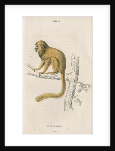 'Midas rosalia' [Golden lion tamarin] by William Home Lizars