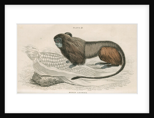 'Midas leonina' [Pygmy marmoset] by William Home Lizars