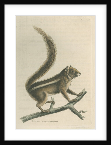 'Pencil-tailed squirrel' [Indian palm squirrel] by Richard Polydore Nodder