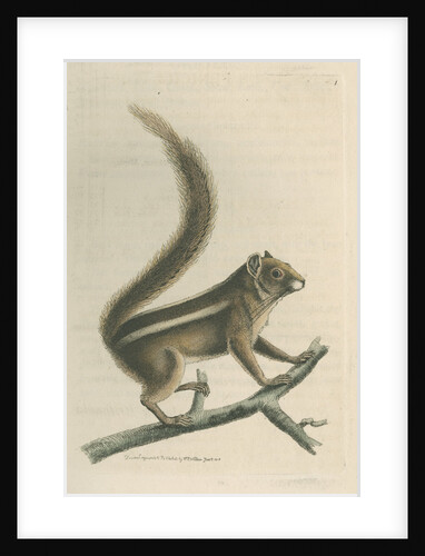 'Pencil-tailed squirrel' [Indian palm squirrel] by Richard Polydore Nodder