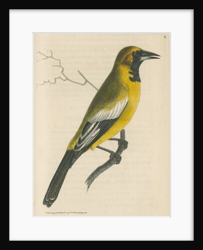 'White-shouldered banana oriole' [Oriole blackbird] by Richard Polydore Nodder