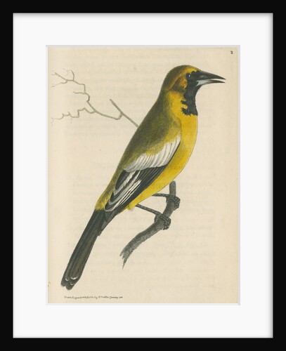 'White-shouldered banana oriole' [Oriole blackbird] by Richard Polydore Nodder