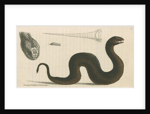 'Brown's acanthophis' [Common death adder] by Richard Polydore Nodder