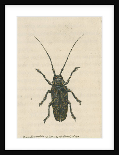 'Painted lamia' by Richard Polydore Nodder