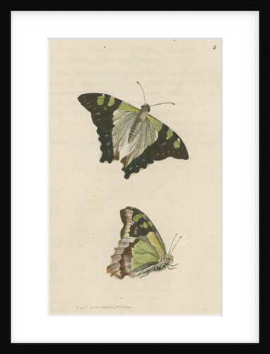 'Macleay's butterfly' [Macleay's swallowtail] by Richard Polydore Nodder