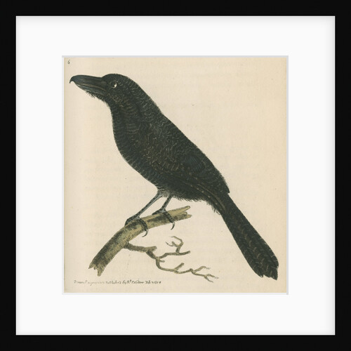 'Lineated shrike' [Fasciated antshrike] by Richard Polydore Nodder