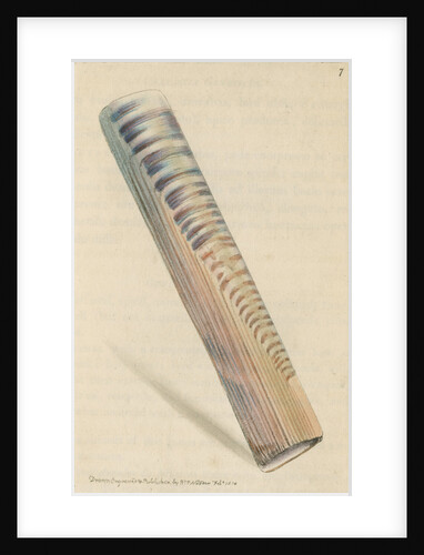 'Ceylon razor-shell' by Richard Polydore Nodder
