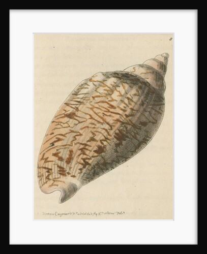 'Slightly-knotted volule' by Richard Polydore Nodder