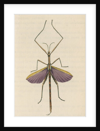 'Violet-winged phasma' [Spur-legged stick insect] by Richard Polydore Nodder