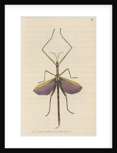'Violet-winged phasma' [Spur-legged stick insect] by Richard Polydore Nodder