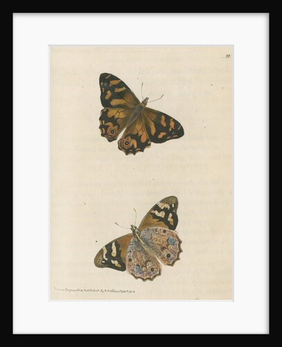 'Banksian hipparchia' [Banks's brown butterfly] by Richard Polydore Nodder