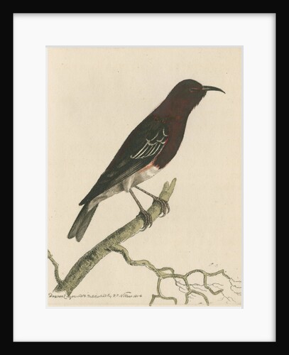 'New-Holland creeper' [Scarlet myzomela] by Richard Polydore Nodder