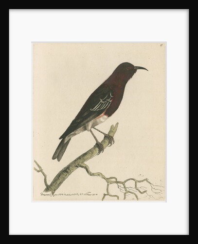 'New-Holland creeper' [Scarlet myzomela] by Richard Polydore Nodder