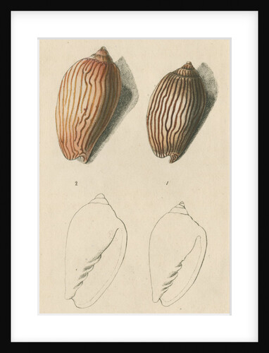 'Zebra volute and Lineated volute' by Richard Polydore Nodder