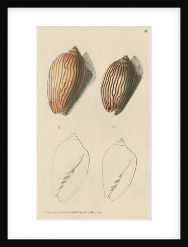 'Zebra volute and Lineated volute' by Richard Polydore Nodder