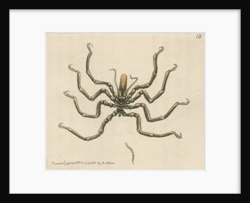'Carolina ammothea' by Richard Polydore Nodder