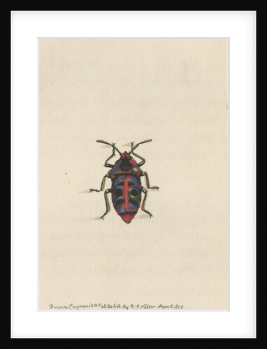 'Six-spotted shieldbug' by Richard Polydore Nodder