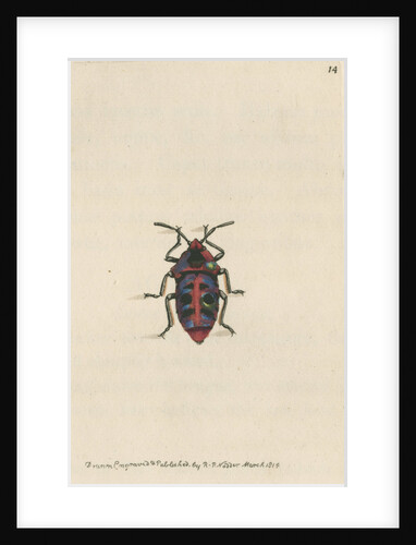 'Six-spotted shieldbug' by Richard Polydore Nodder