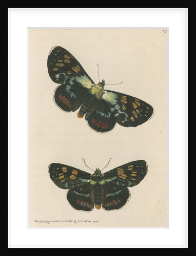 'Painted agarista' [Joseph's coat moth] by Richard Polydore Nodder