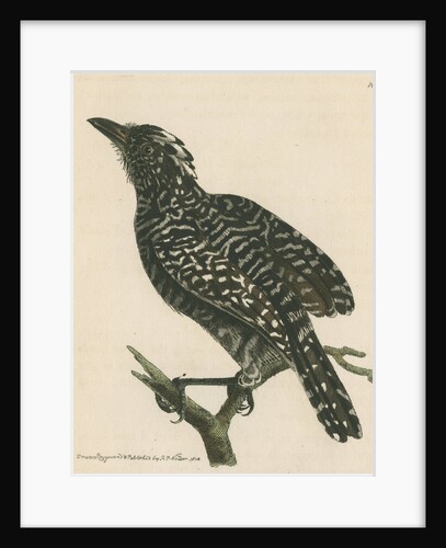 'Pied shrike' [Barred antshrike] by Richard Polydore Nodder