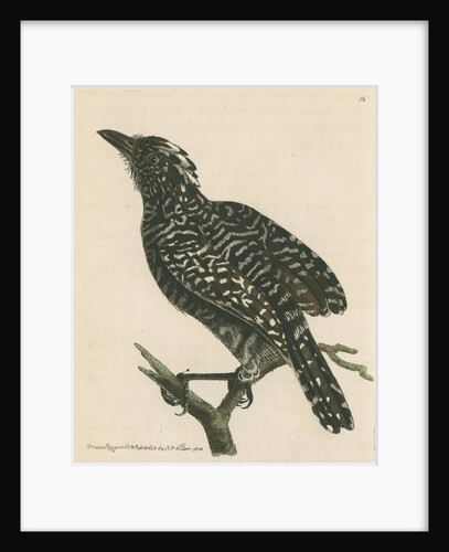'Pied shrike' [Barred antshrike] by Richard Polydore Nodder