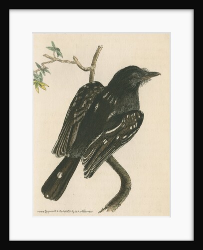 'Spotted shrike' [Slatey antshrike] by Richard Polydore Nodder