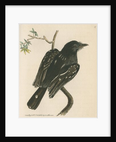 'Spotted shrike' [Slatey antshrike] by Richard Polydore Nodder