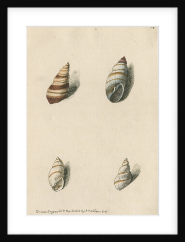 Two specimens of snail shells by Richard Polydore Nodder