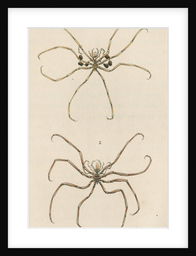 Two specimens of crustaceans by Richard Polydore Nodder