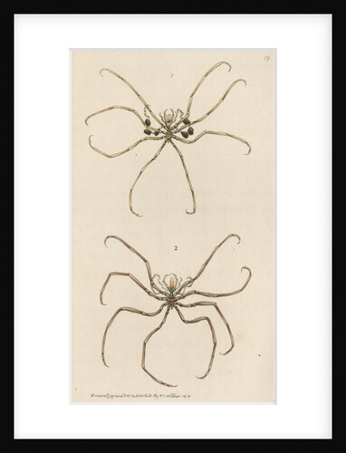 Two specimens of crustaceans by Richard Polydore Nodder