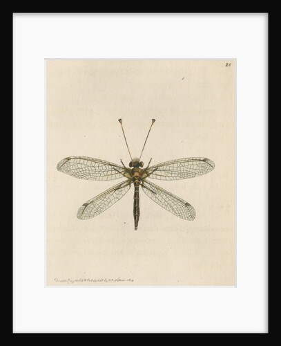 'Yellow-legged ascalaphus' [Yellow owl-fly] by Richard Polydore Nodder